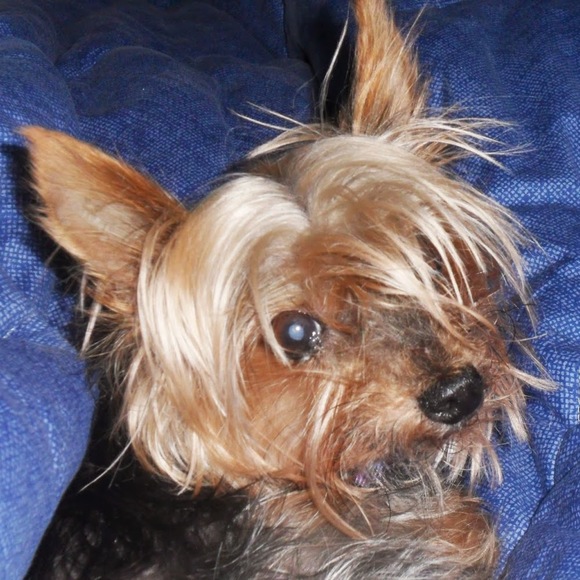 Meet your Posher, Michelle - Picture 1 of 1